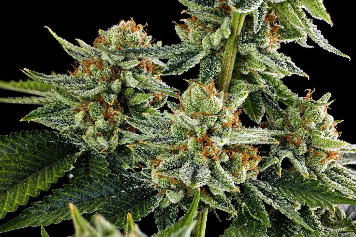 Entram em vigor as novas regras da Anvisa para Cannabis medicinal no Brasil: veja o que muda